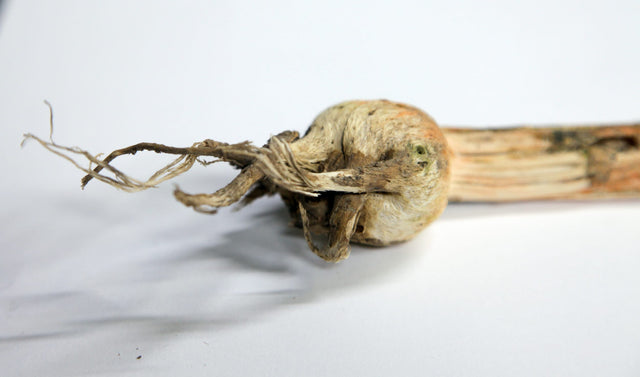 Lerne im geistreich Online-Kurs mit Cordula Kagemann Gellidruck und Collage kennen